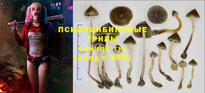 Галлюциногенные грибы MAGIC MUSHROOMS  Волчанск 